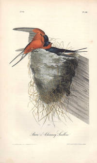 image of Barn or Chimney Swallow