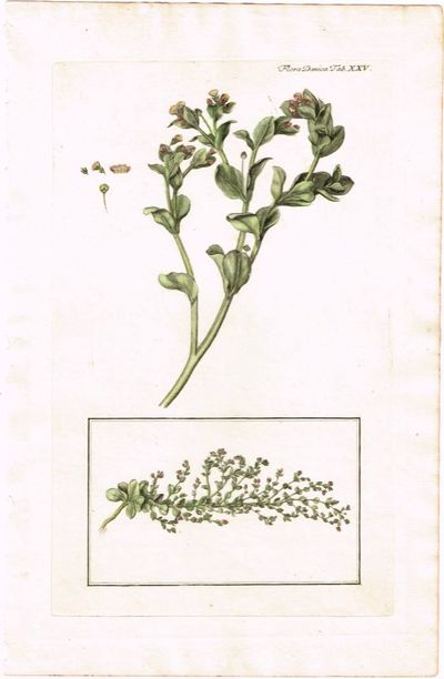 Tab. XXV. Pulmonaria maritima (Østersurt). Utg.…