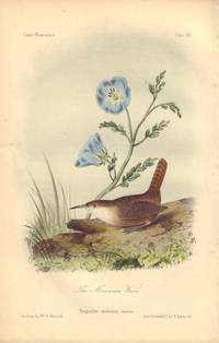 image of The Mexican Wren: Troglodytes mexicanus