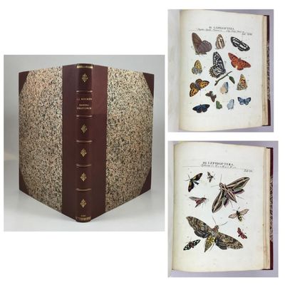 Genera Insectorum Linnaei et Fabricii iconibus…