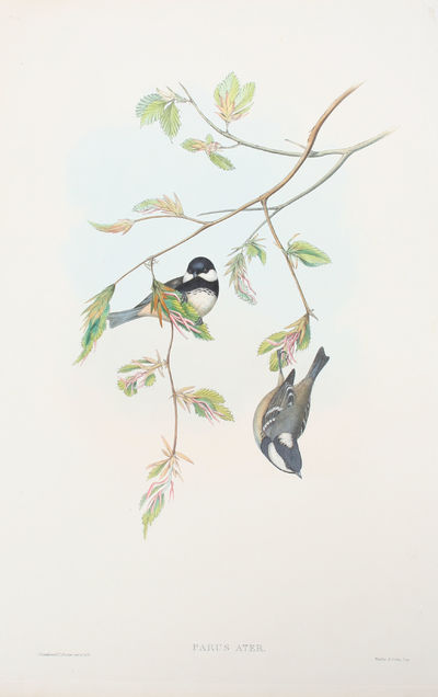 Parus Ater. Coal Tit.