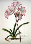 HORTUS NITIDISSIMIS ... : Lilio - Narcissus I; Belladonna (print)