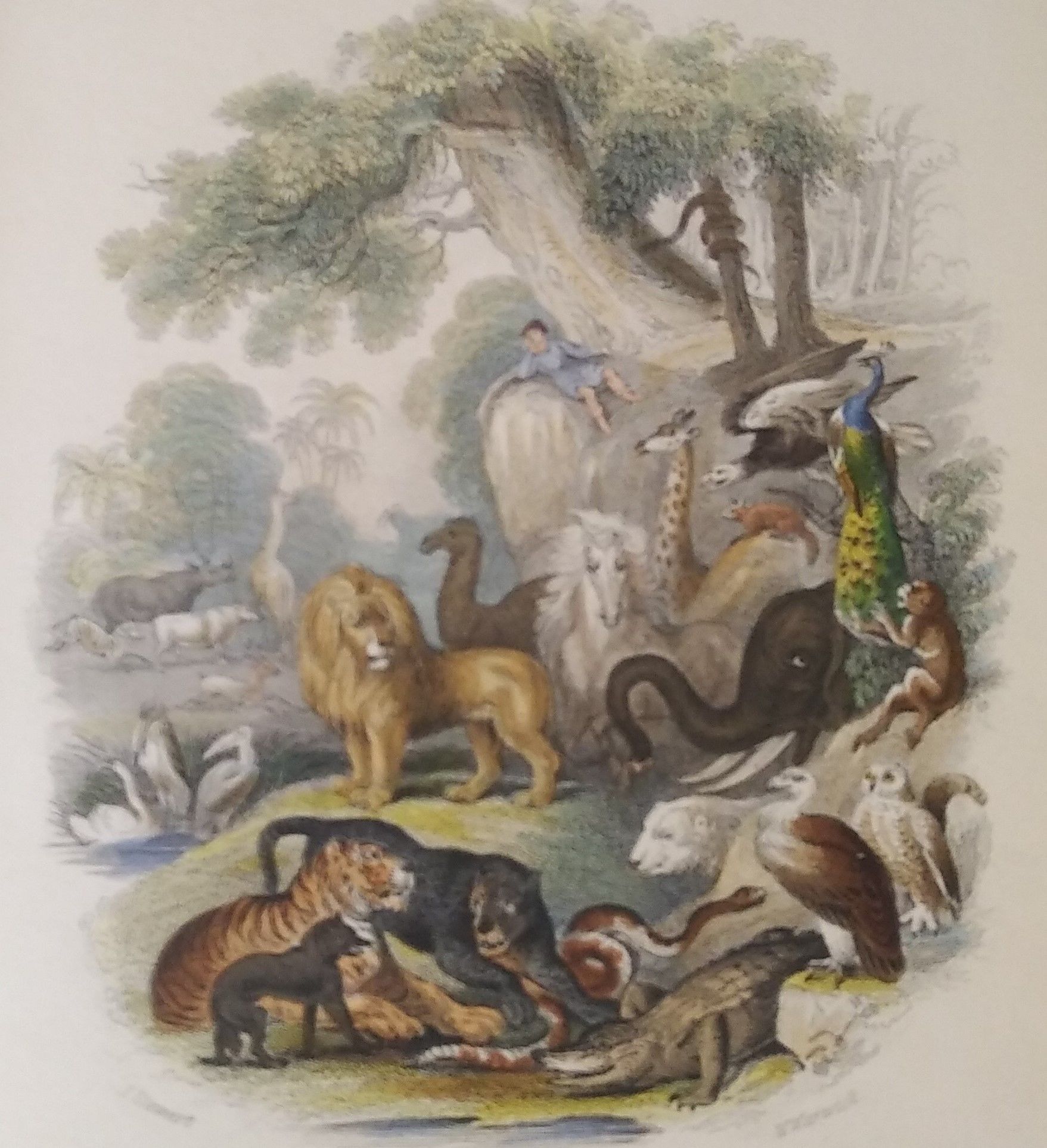A History of the Earth and Animated Nature by Goldsmith, Oliver