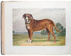 View Image 2 of 22 for Celebrated Dogs of America Inventory #29276