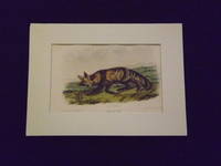 image of Quadrupeds of North America: Jackall Fox.