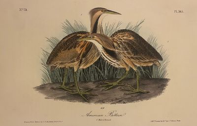 Philadelphia: J.T. Bowen. unbound. Octavo bird print. Lithograph with original hand coloring. Page m...