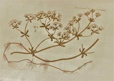 Flora Danica. Planche nr. CCCCXXIII