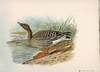 [Collection of color plates from:] Gusi rossii.