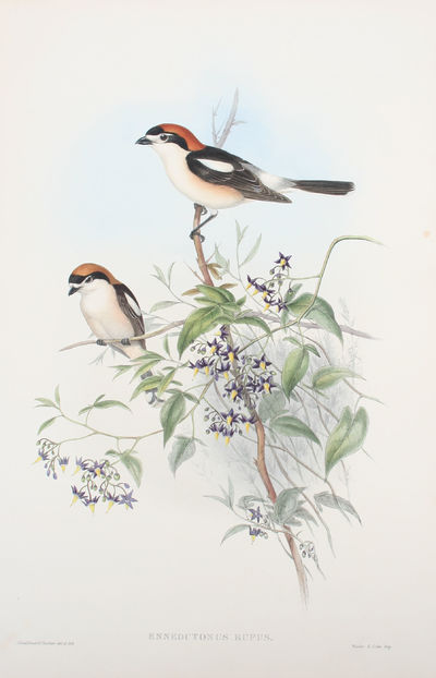 Enneoctonus Rufus. Woodchat.