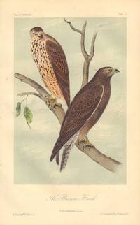 image of The Brown Hawk: Buteo insignatus