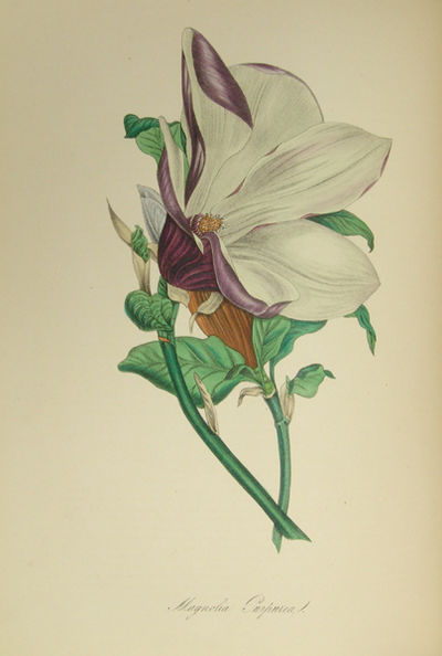 Plantæ Utiliores; or Illustration of Useful…