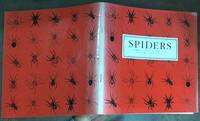 image of Spiders Commonly Found in Melbourne and Surrounding Regions