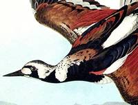 Turnstone. From The Birds of America (Amsterdam Edition)