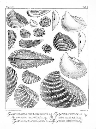 LARGE ATLAS OF PLATES OF FOSSILS. Etudes Critiques sur les Mollusques Fossiles