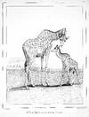 1845 FINE PLATES OF GIRAFFE HISTORY. Recherches Historiques, Zoologiques, Anatomiques et Paleontologiques sur la Girafe, (Camelopardalis giraffa, Gmelin)