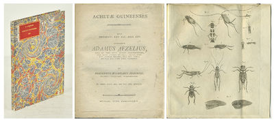 Achetæ Guineenses. A.a.