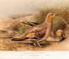 The game-birds of India, Burma and Ceylon. Ducks and their allies (swans, geese and ducks)