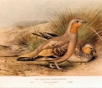 The game-birds of India, Burma and Ceylon. Ducks and their allies (swans, geese and ducks)
