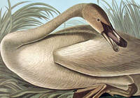 Trumpeter Swan [young]. From The Birds of America (Amsterdam Edition)