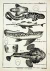 FINE COPPER PLATE ENGRAVINGS. Tableau Encyclopedique et Methodique des Trois Regnes de la Nature. Ichthyologie