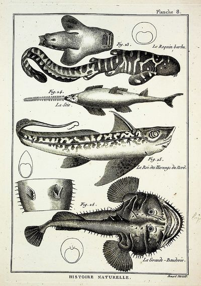 FINE COPPER PLATE ENGRAVINGS. Tableau Encyclopedique et Methodique des Trois Regnes de la Nature. Ichthyologie