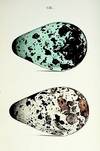 Coloured Illustrations of the Eggs of British Birds