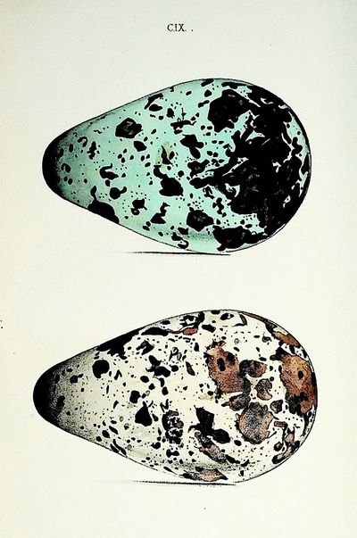 Coloured Illustrations of the Eggs of British Birds