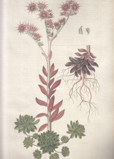 Flora Danica. Planche nr. DCI