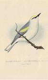 Bulletin of the Nuttall Ornithological Club: a quarterly journal of ornithology.