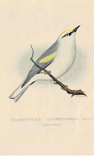 Bulletin of the Nuttall Ornithological Club: a quarterly journal of ornithology.