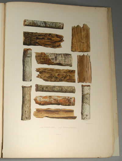 HISTOIRE NATURELLE DES QUINQUINAS