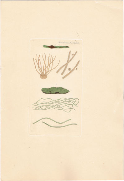 Tab. MDXCIX. Oscillatoria muralis. Utg. av J. W.…