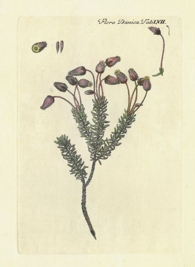 Plansje LVII fra Flora Danica. Første hefte.