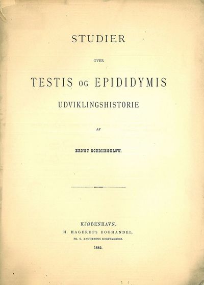 Studier over Testis og Epidymis…