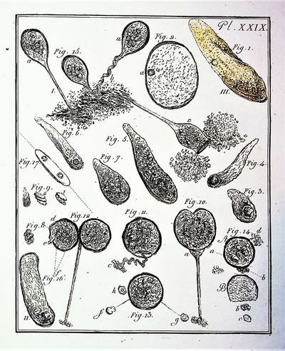 EARLY ENGRAVINGS OF MICROSCOPIC LIFE. Dissertation sur la generation, les animalcules spermatiques, et ceux d'infusions, avec des observations microscopiques sur le sperme, et wur les differrentes infusions, ouvrage traduit de l'allemand, orne de trente-quatre planches, dont plusieurs enluminees. [Dissertation on generation, spermatic animalcules, and those of infusions, with microscopic observations on sperm, and on the different infusions, work translated from German, adorned with thirty-four plates, several of which are colored].