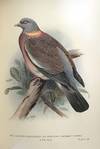 Indian pigeons and doves