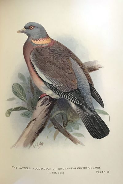 Indian pigeons and doves