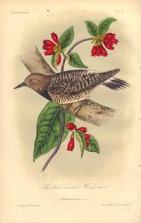image of The black breasted Woodpecker: Melanerpes thyroideus
