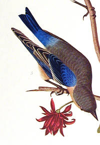 Townsend’s Warbler, Arctic Blue-bird, Western Blue-bird. From The Birds of America (Amsterdam Edition)