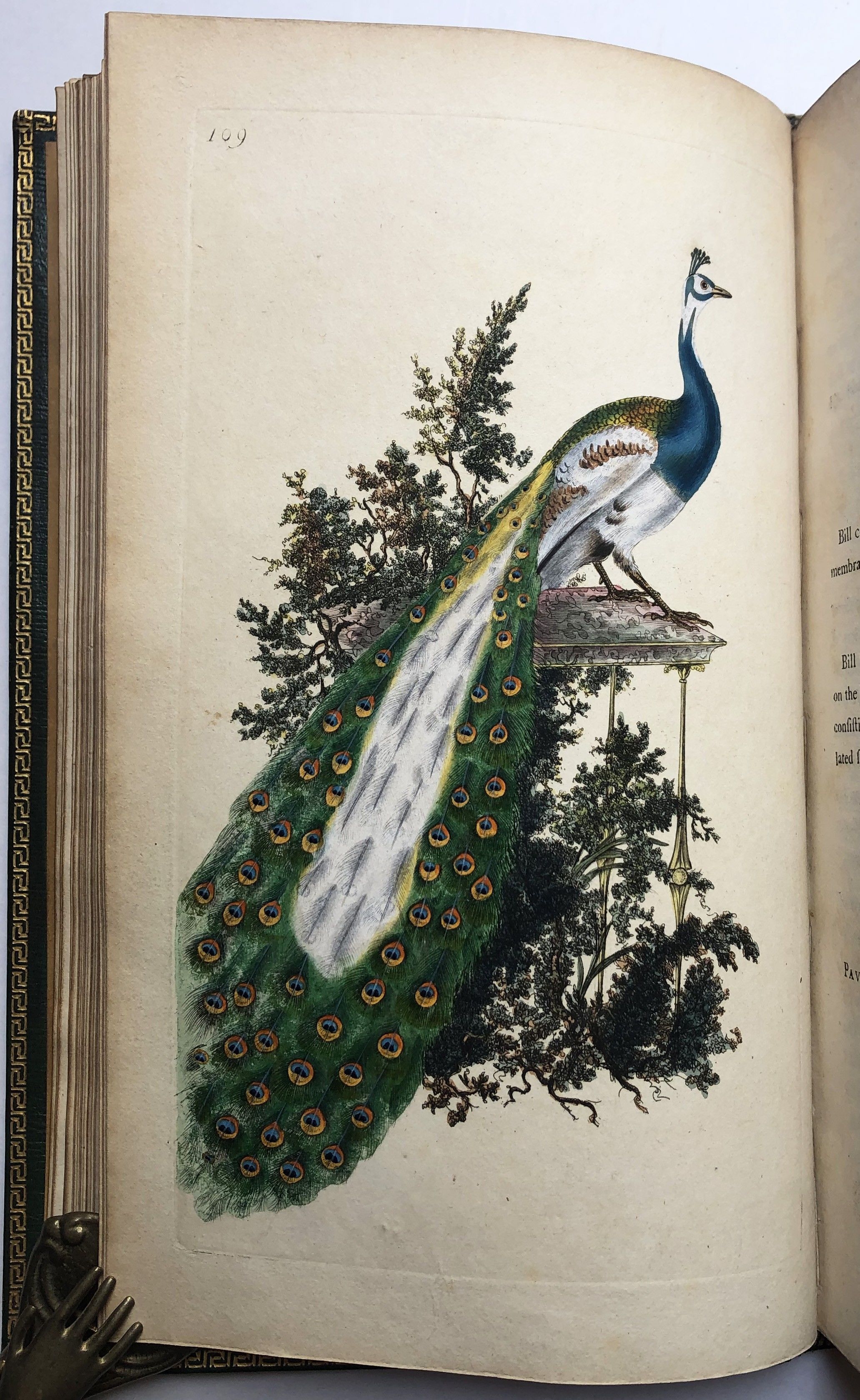 The Natural History of British Birds by Edward Donovan | Full