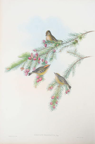 Regulus Cristatus. Golden-crested Wren, or…