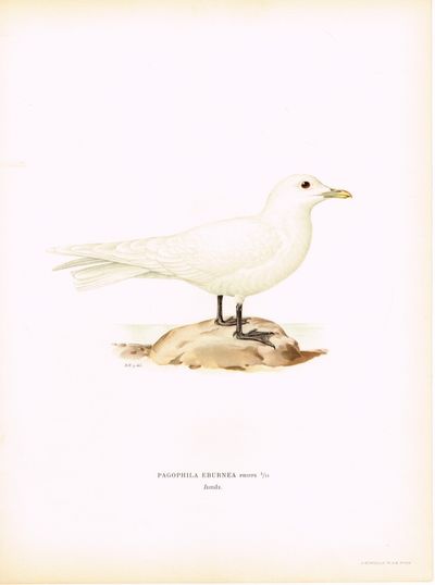 Pagophila Eburnea. Ismås. (Ismåke). Fra verket…