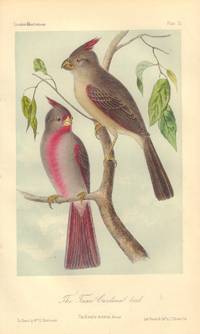 image of The Texan Cardinal bird: Cardinalis sinatus