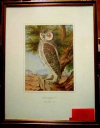 WHITE FACED OWL & CAPE CORMORANT by THOMAS BAINES - 1864 - from BOOKLOVERS PARADISE (SKU: 11805)