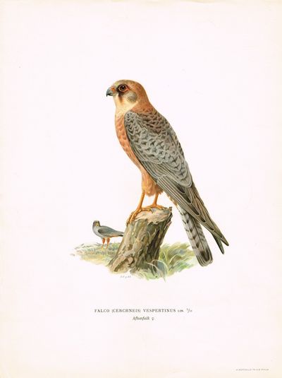 Falco (cerchneis) vespertinus. Aftonfalk…