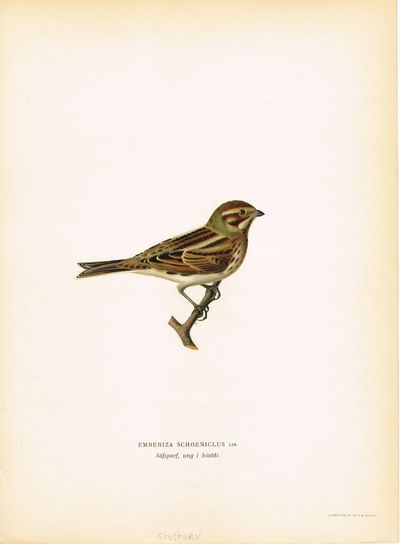 Emberiza Schoeniclus. Säfsparf, ung i höstdr.…