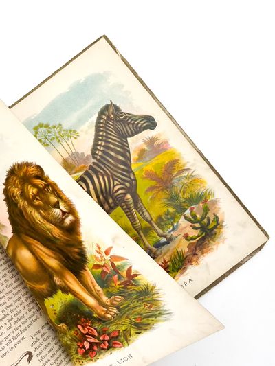 New York: McLoughlin Brothers, 1910. Very good.. Colorful McLoughlin book on African animals, with v...