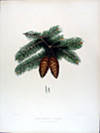 Abies douglasii (Douglas Fir)