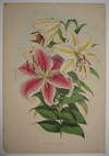 Lilium auratum, var. Parkmanni..