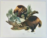 ORIGINAL "MAMMALS OF NORTH AMERICA" LITHOGRAPH ART PRINTS [Signed]